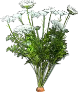 Plant - Carrot