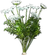 Plant - Carrot \u0027White satin\u0027