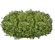 Plant - Phlox subulata White Delight