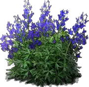 Plant - Dwarf Larkspur
