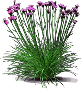 Plant - German Pink