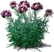 Plant - Chinese Pink \u0027Velvet\u0027n Lace\u0027