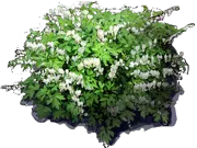 Plant - Dicentra spectabilis \u0027Alba\u0027