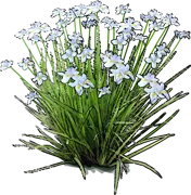 Plant - Fairy iris