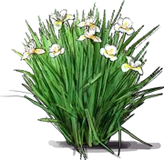 Plant - African Iris