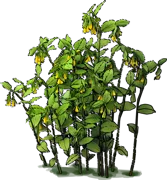 Plant - Yellow Fairybells