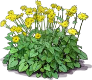 Plant - Leopard\u0027s bane