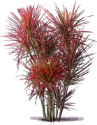 Plant - Dragon Tree \u0027Colorama\u0027