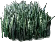 Plant - Snake plant