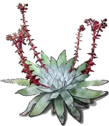 Plant - Dudleya dusty