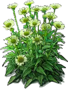Plant - Coneflower \u0027Green Javel\u0027