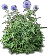 Plant - Blue globe thistle
