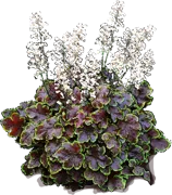 Plant - Heucherella Solar Eclipse