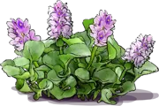 Plant - Water Hyacinth