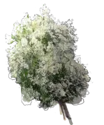 Plant - Russian Silverberry