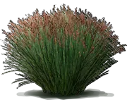 Plant - Small Cape Rush
