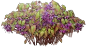Plant - Barrenwort