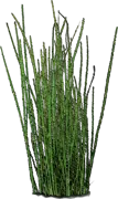 Plant - Scouringrush horsetail