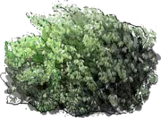 Plant - Winter Heath \u0027Rubinteppich\u0027