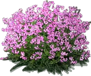 Plant - Bell Heather \u0027Pink Ice\u0027