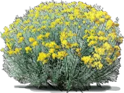 Plant - Rubber Rabbitbrush