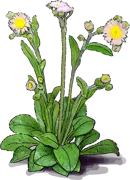 Plant - Robin\u0027s Plantain
