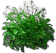 Plant - Arugula