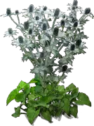 Plant - Miss Willmott’s Ghost