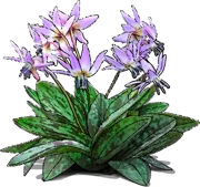 Plant - Dog\u0027s Tooth Violet