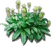 Plant - Variegated Pineapple Lily