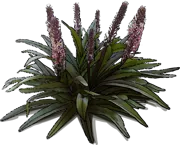 Plant - Pineapple Lily