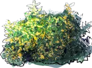 Plant - Blondy Wintercreeper