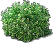 Plant - Euonymus \u0027Aureomarginatus\u0027