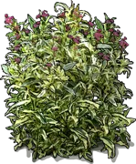 Plant - Japanese Joe Pye