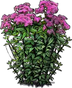 Plant - Atropurpureum Snakeroot
