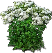 Plant - Lucky Melody Snakeroot