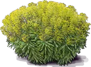 Plant - Martin\u0027s Spurge \u0027Ascot Rainbow\u0027