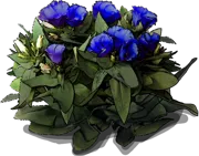 Plant - Eustoma grandiflorum