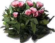 Plant - Eustoma grandiflorum