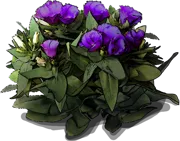 Plant - Eustoma grandiflorum