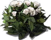 Plant - Eustoma grandiflorum