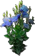 Plant - Eustoma grandiflorum