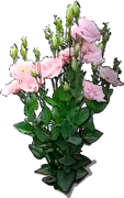 Plant - Eustoma grandiflorum