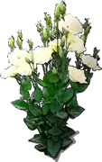 Plant - Eustoma grandiflorum