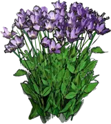 Plant - Eustoma prairie gentian