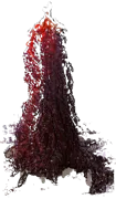 Plant - Purple Fountain Beech