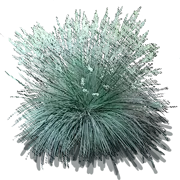 Plant - Blue Festuca Flower