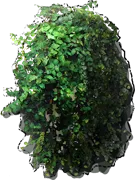 Plant - Ficus pumilo