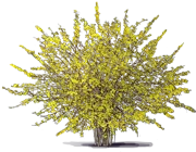 Plant - Border Forsythia \u0027Variegata\u0027