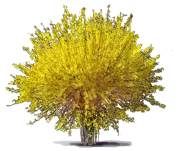 Plant - Weeping Forsythia